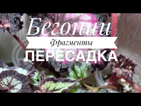 Видео: Укоренение фрагментов и пересадка купленных бегоний