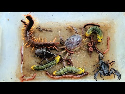Видео: Боже мой, поймай ещё гусениц, гигантскую многоножку, скорпиона, краба, жука, краснопятнистую мног...