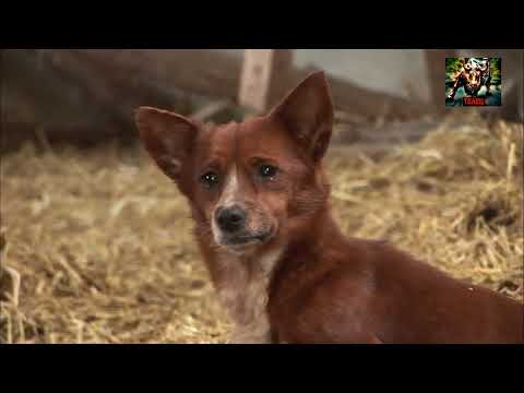 Видео: КОРОВА ВЫРОСТИЛА СОБАКУ И ЗАМЕНИЛА ЕМУ МАТЬ