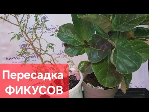 Видео: Пересадка Фикусов Нина и Лаирата Тибако. Видео от 9 июня 2025г.