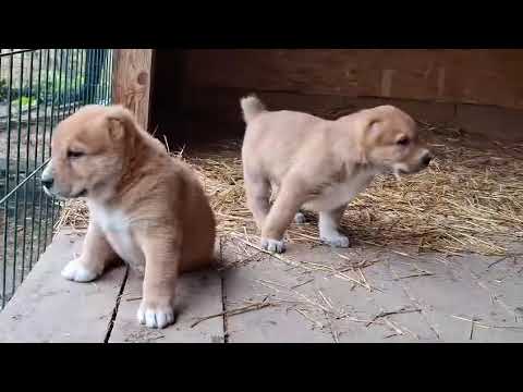 Видео: Щенки сао 