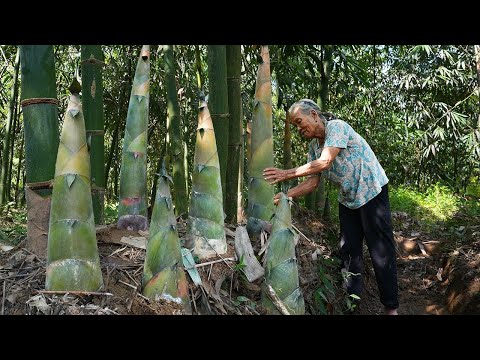 Видео: Бабушка собрала 200 цзинь (100 кг) свежих побегов бамбука! Разрываясь между тем, есть их свежими ...