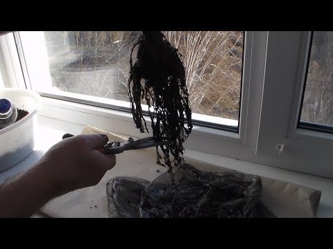 Видео: Как зимой сохранить саженец инжира до посадки в грунт