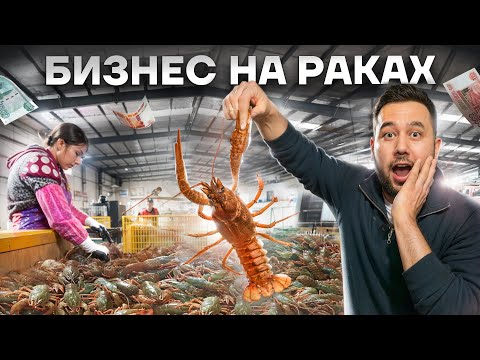 Видео: Самая большая акваферма австралийского рака. Разведение раков в УЗВ. Бизнес на раках