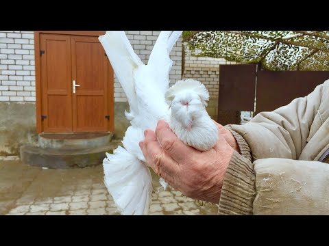 Видео: Голуби Северокавказские бойные космачи! В гостях у Николая Николаевича Чикальского! 📞+79188061265