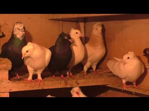 Видео: Голуби друзей АРТУРА ФАРМАНЯН !  Армянские бойные голуби ! #pigeons#МИРБОЙНЫХГОЛУБЕЙ#