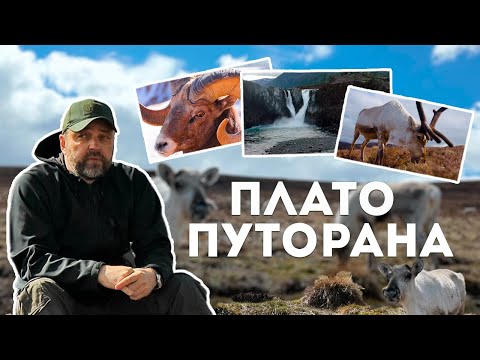 Видео: ПЛАТО ПУТОРАНА