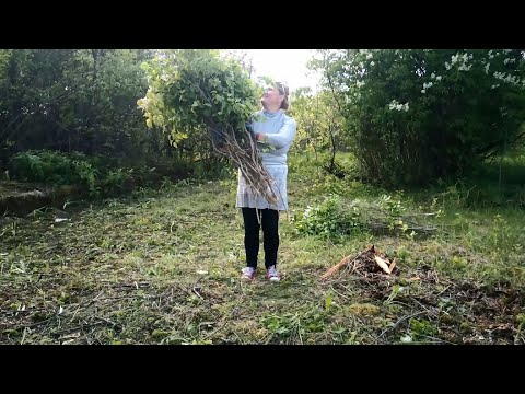 Видео: У хуторянки самый большой букет сирени