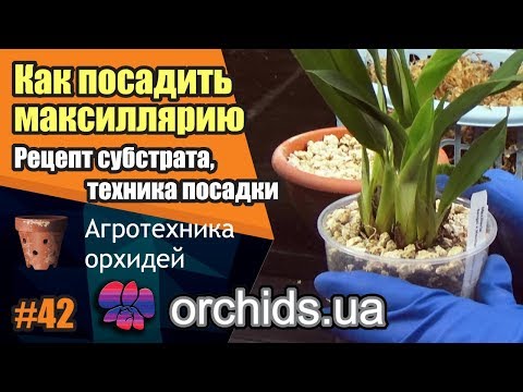 Видео: Как посадить максиллярию. Maxillaria. Рецепт субстрата, техника посадки.