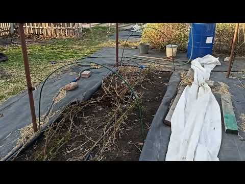 Видео: Работы на ежевике! Установка тоннелей, первая подкормка.Омск, 03.05.2022г.