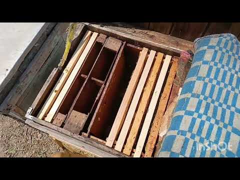 Видео: Асала гирифтем, качкаи асал,асал каши,сбор мёда, занбур парвари 