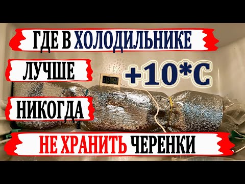 Видео: 🍇 Стой! Даже не думай ТАК ХРАНИТЬ ЧЕРЕНКИ винограда в ХОЛОДИЛЬНИКЕ. Где лучшее место в холодильнике?