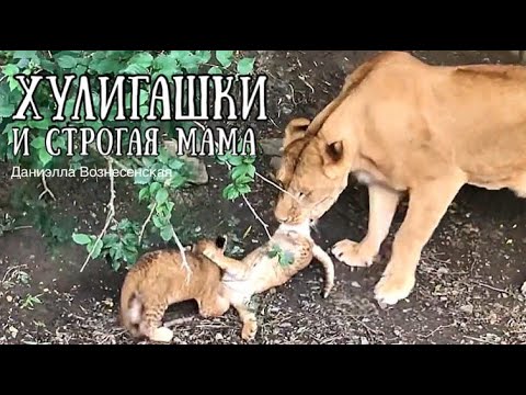 Видео: ЛЬВЯТА_ ХУЛИГАШКИ и СТРОГАЯ МАМА. Львы. Зоопарк «Сказка». Life of lions