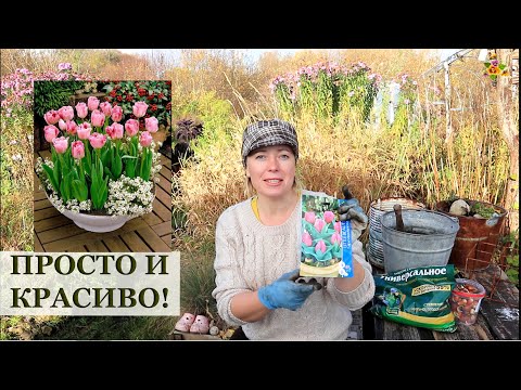 Видео: ТЮЛЬПАНЫ В КОНТЕЙНЕРАХ / Посадка в ноябре