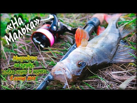 Видео: Микроджиг на пруду, ловля окуня и щучки весной в конце мая - "На Малька"