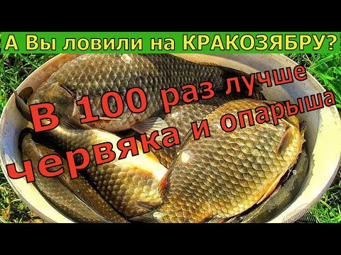 Видео: КАРАЗЯБРА- 4 ГОДА ОТ НЕЁ ДУРЕЕТ ВСЯ РЫБА / Супер рыболовная насадка для карася и карпа весной