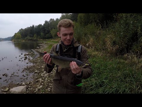 Видео: 3 дня на НЕМАНЕ | Хищник в черте ГРОДНО | СУДАК/ЖЕРЕХ/ОКУНЬ/ЛЕЩ