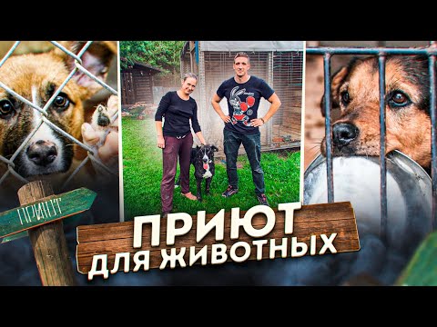 Видео: ПРИЮТ ДЛЯ СОБАК