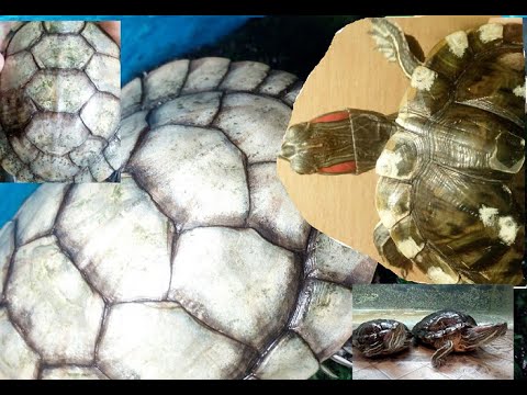 Видео: Как лечить грибок/налёт на панцире у красноухих черепах