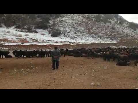 Видео: Гиссарские овцы Кыргызстана. Анвар Рустемов +77017224679(ватцап)