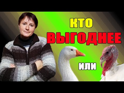 Видео: Что выгоднее - индюки или гуси