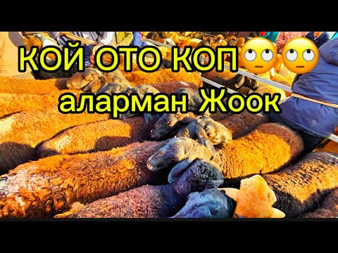 Видео: ОЗГОН КОЙ ЭЧКИ БААЛАРЫ 05.10.2025#памиртв #horse #rek #кыргызкызы 