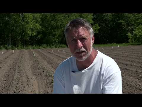 Видео: Зеленый сад фильм № 374 "Картофель. Медведка. Огурцы." 11.06.22г. Хабаровск (zeleniisad.ru)