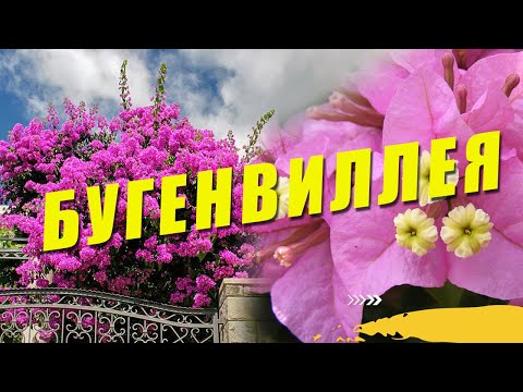 Видео: Бугенвиллея / Bougainvillea