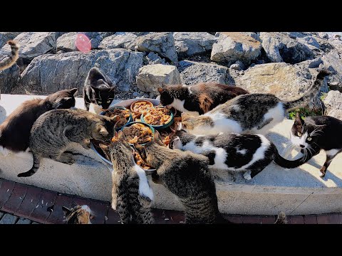 Видео: В тот момент, когда моя рука касается одной кошки, любовь умножается