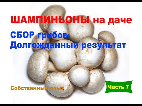 Видео: Шампиньоны на даче. Часть 7. Сбор грибов. Долгожданный результат.