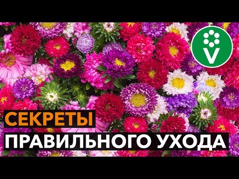 Видео: Такой посев спасет АСТРУ ОТ БОЛЕЗНЕЙ!