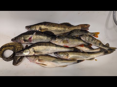 Видео: Охота 22 23 октября 2025 Волга