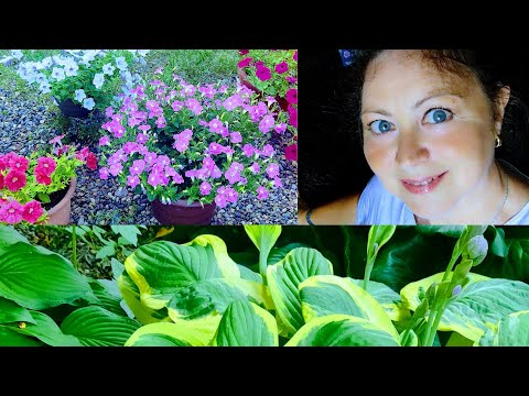 Видео: Разгар Лета на Даче! Овощи на Грядках! Томаты открытый грунт.