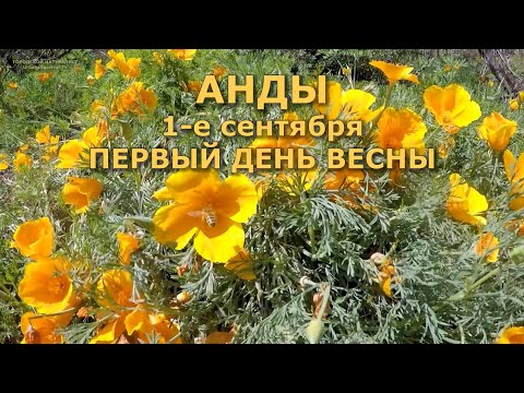 Видео: АНДЫ 1-е сентября ПЕРВЫЙ ДЕНЬ ВЕСНЫ #кактусы #природа #Чили #горы #поход #сталк #Эшшольция#Эхинопсис