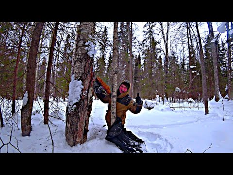 Видео: Февральским днём на поиск чаги.