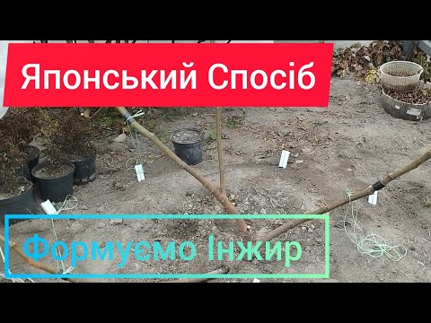 Видео: Інжир - Японський метод Формування.