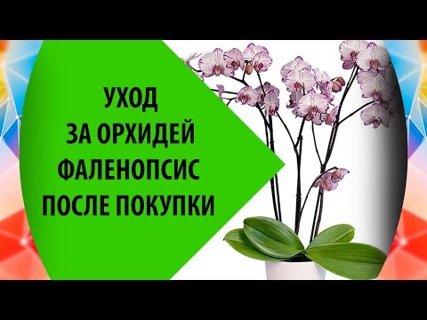 Видео: Орхидея Фаленопсис: Уход После Покупки