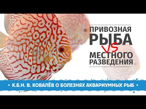 Видео: Самые распространенные болезни аквариумных рыб.  Привозная рыба и местного разведения