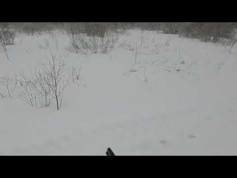 Видео: Охота с Добычем на беляка 23 01 2023