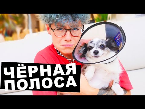 Видео: ТРИ СТРАШНЫЕ ИСТОРИИ СЛУЧИЛИСЬ С МОЕЙ СОБАКОЙ ЗА МЕСЯЦ