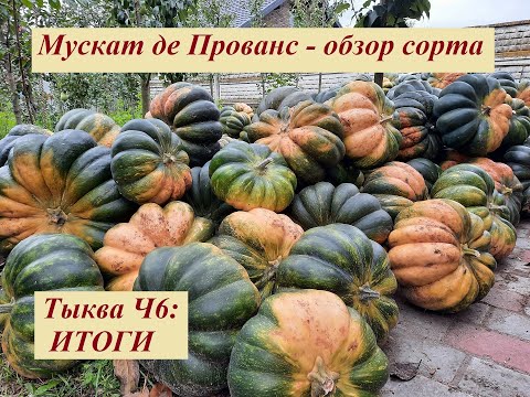 Видео: Выращиваем тыкву Ч6: результаты и обзор сорта Мускат де Прованс