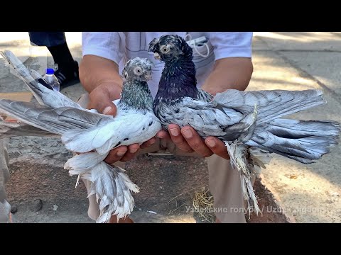 Видео: Птичий рынок г. Ташкент - ГОЛУБИ (19.06.2021) / Uzbek Pigeons