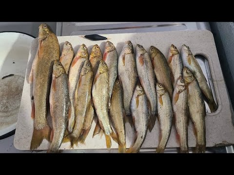 Видео: Маринка Ови Ёзёвон 12 января 2025 г.