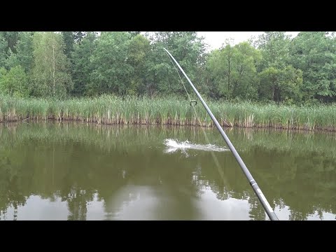 Видео: Жор хижака