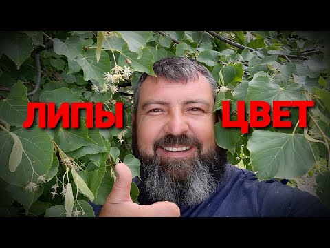 Видео: СБОР ЛИПЫ ДЛЯ ЧАЯ