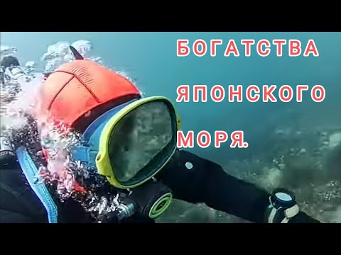 Видео: Богатства японского моря. Дайвинг Владивосток. Дайвинг в Приморье. Подводный мир дайвинг..