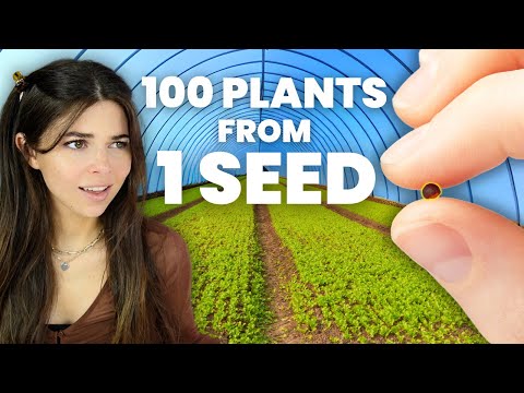 Видео: Как вырастить 100 растений из 1 семени