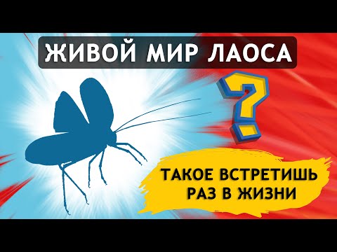 Видео: Кого мы встретили в джунглях Лаоса? Обалденный водопад и смотровая. Едем на байке по Ванг Вьенгу #09