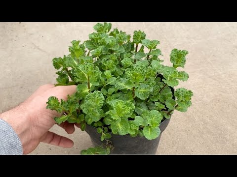 Видео: Мята - выращивание, уход, размножение.