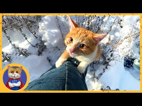 Видео: Спасённый котёночек знакомится со снегом в первый раз в жизни, а Печенька отморозил четвёртый глаз